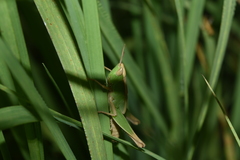Dichromorpha prominula