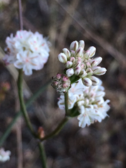 Eriogonum nudum nudum