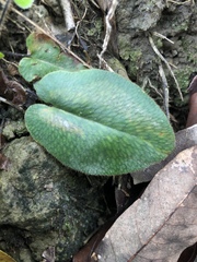 Mickelopteris cordata
