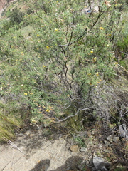 Adesmia miraflorensis