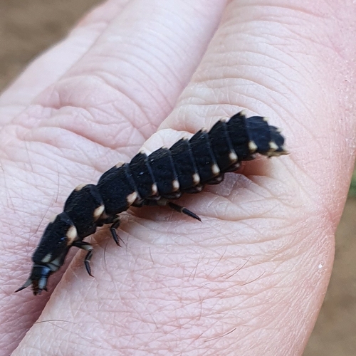 Lampyris fuscata