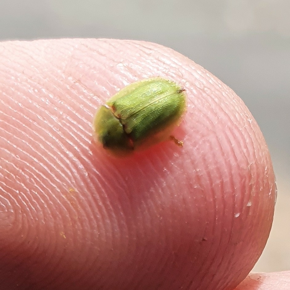 Cassida inquinata