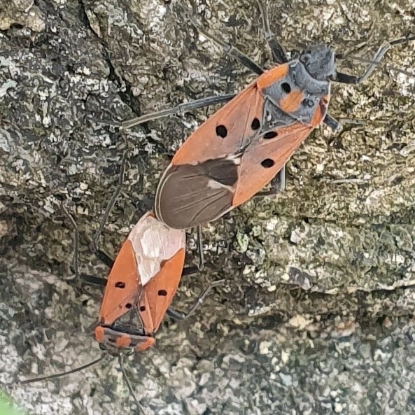 Cretan Seed Bug