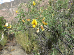 Adesmia miraflorensis