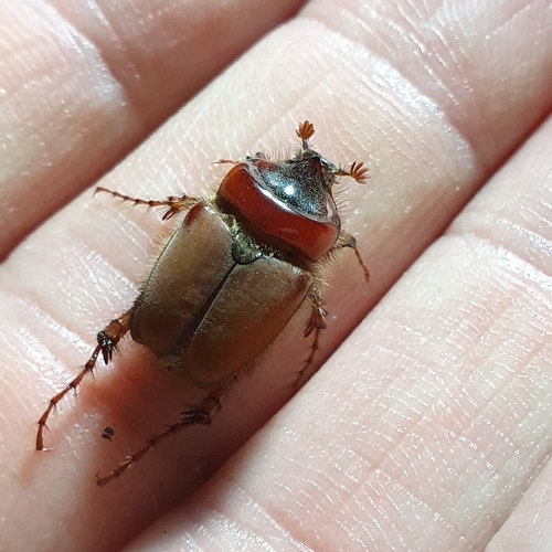 Pachypus candidae