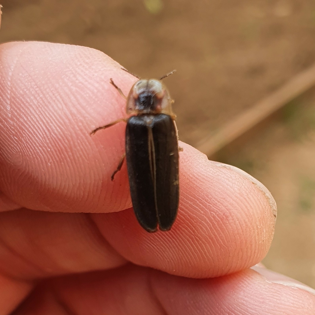 Lampyris fuscata