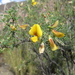 Adesmia miraflorensis - Photo (c) silvia_gallegos, μερικά δικαιώματα διατηρούνται (CC BY-NC)