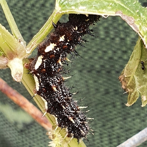 Red Admiral
