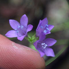 Gilia achilleifolia