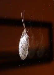 Wesmaelius subnebulosus