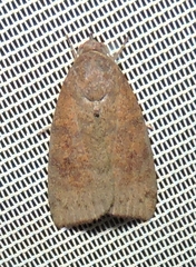 Austrocarea iocephala