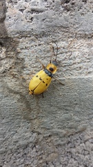 Chauliognathus missionum