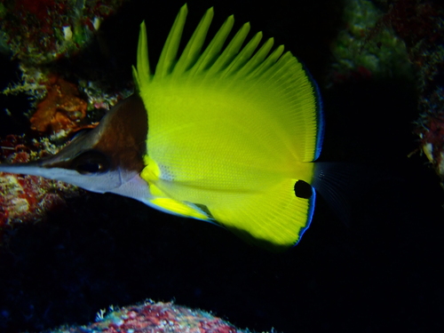 Big longnose butterflyfish (Forcipiger longirostris) — Chaetodontidae — 2