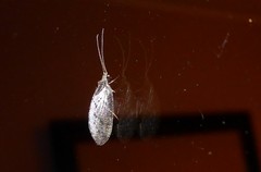 Wesmaelius subnebulosus