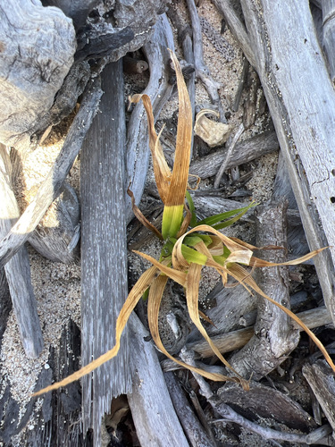 Pandanus tectorius observed 2024-04-16