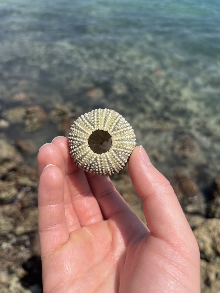 Photo of Green Sea Urchin (Lytechinus variegatus)
