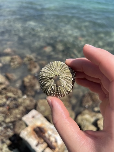 Photo of Green Sea Urchin (Lytechinus variegatus)