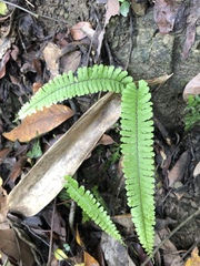 Adiantum malesianum