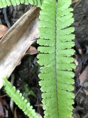 Adiantum malesianum