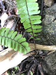 Adiantum malesianum