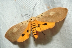 Asota iodamia