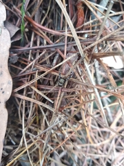 Harmochirus brachiatus