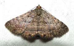 Diatenes aglossoides