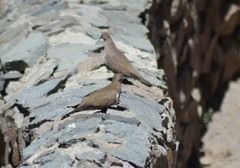 Metriopelia melanoptera