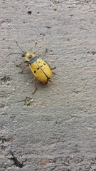 Chauliognathus missionum