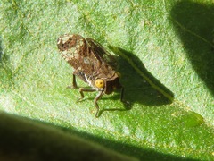 Dictyobia semivitrea