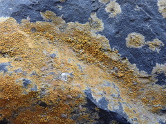 Caloplaca circumlutosa