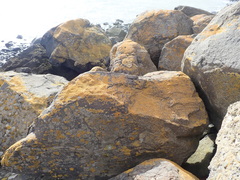 Gondwania sublobulata