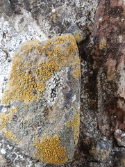 Gondwania sublobulata