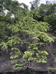 Grewia eriocarpa
