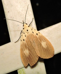 Asota iodamia