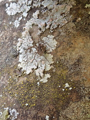 Placopsis subcribellans