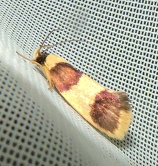 Telecrates laetiorella