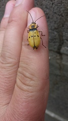 Chauliognathus missionum