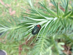 Eucorydia dasytoides