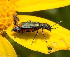 Haplomalachius flabellatus