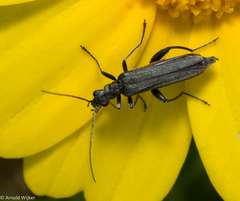 Oedemera crassipes