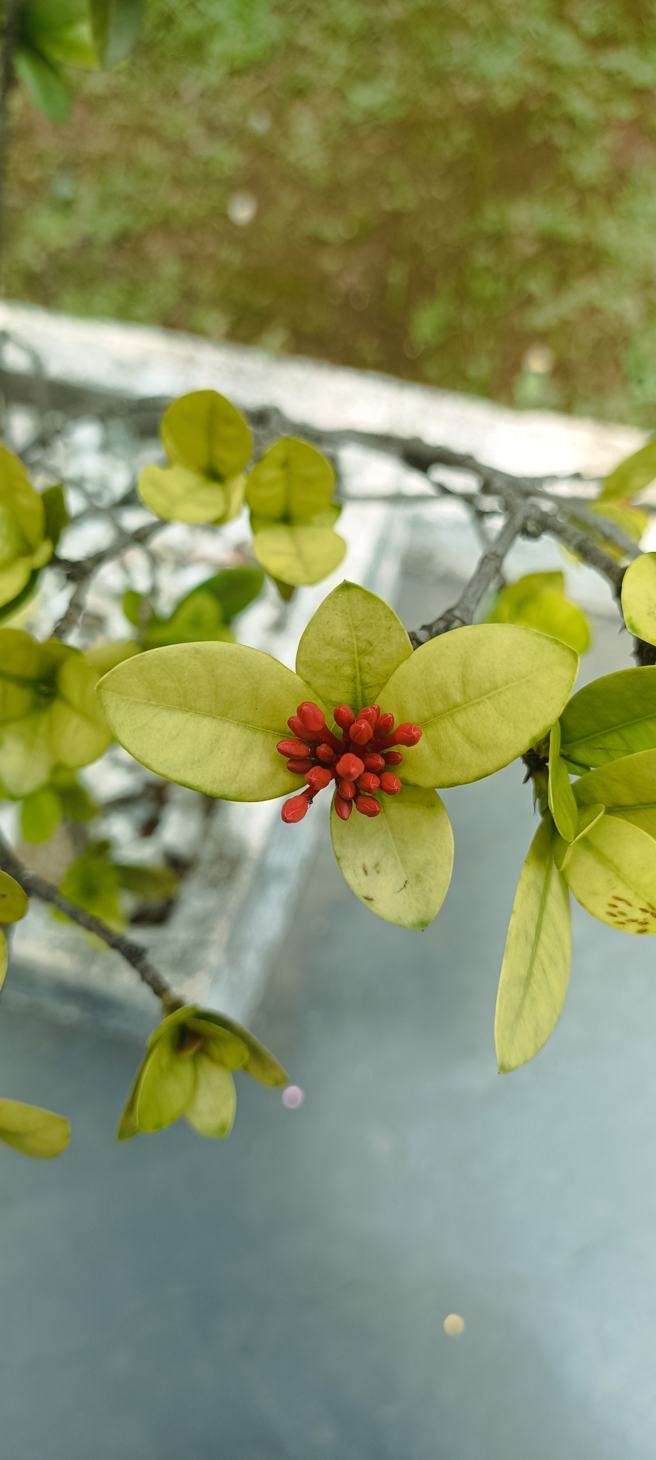 Imagem de Ixora