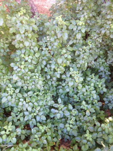 iNaturalist observation photo of Pacific poison oak