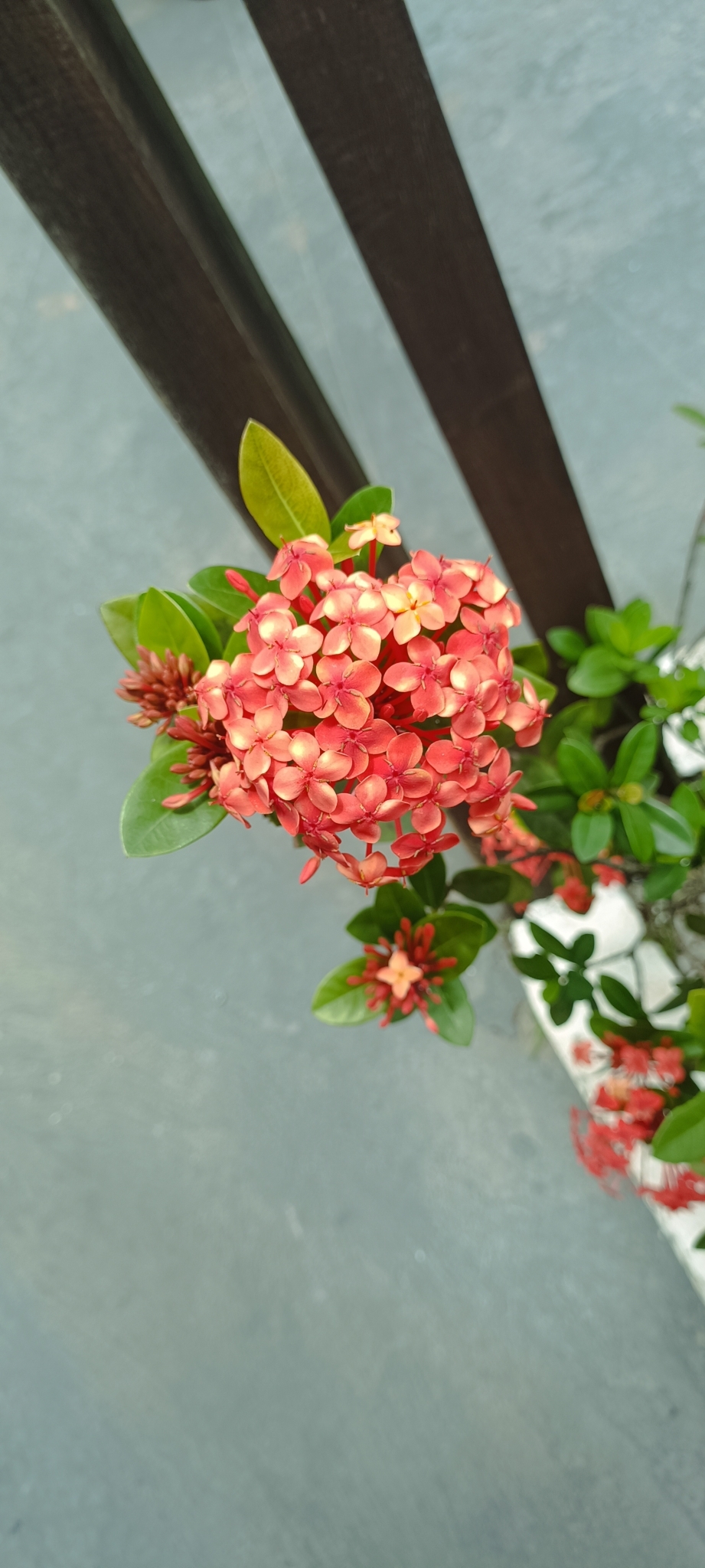 Imagem de Ixora