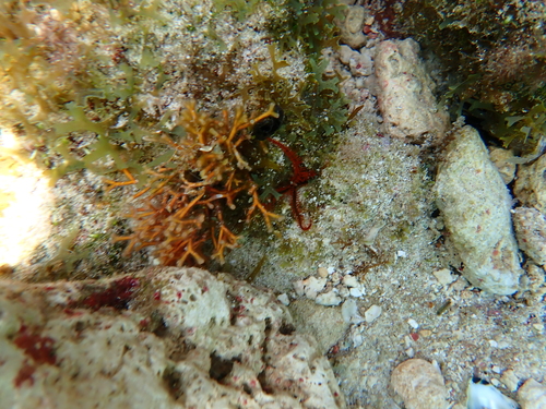 Ophiothrix angulata observed 2024-05-07