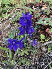 Delphinium decorum