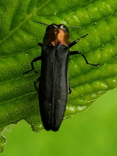 Red-necked Cane Borer photo 4