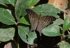 Marpesia egina