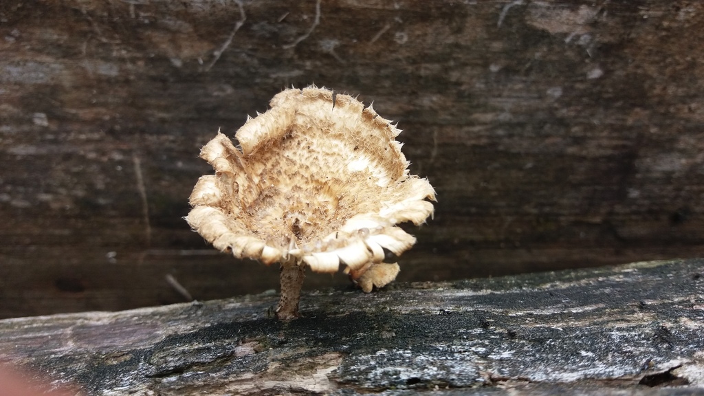 Lentinus crinitus · January 2018 · photo: © gasperinbio (iNaturalist, cc-by)