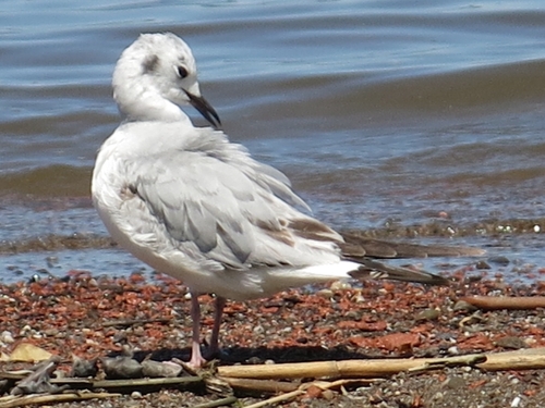 Mouette de Bonaparte